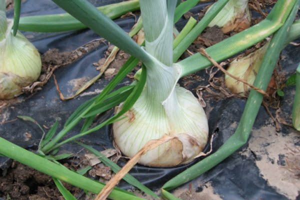 Рабочие ссылки mega onion